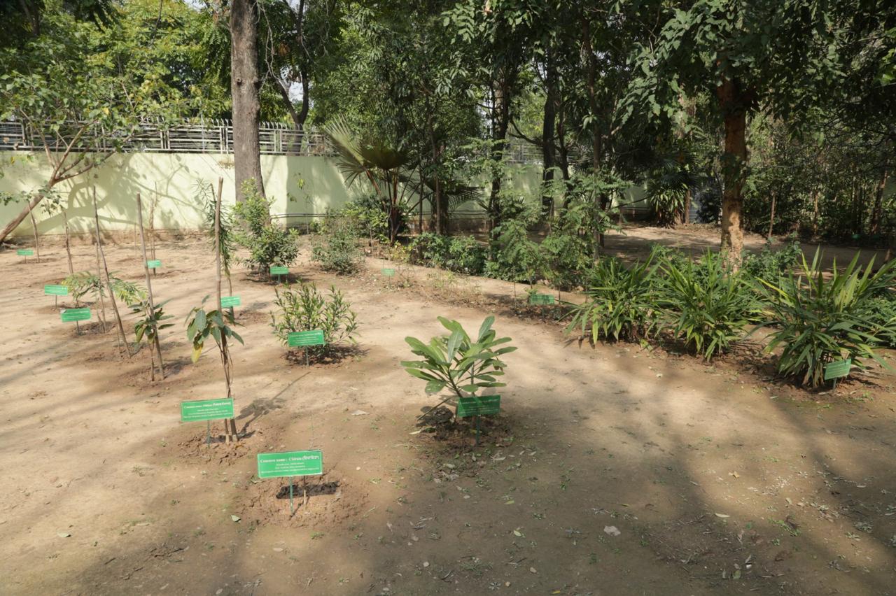 Balihari Kudrat Healing and Sacred Herbs Garden — labelled medicinal plants